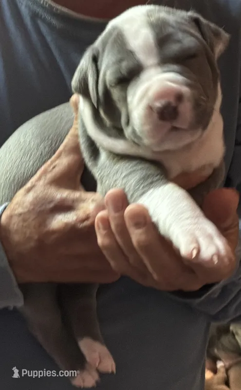 RAVEN – American Pit Bull Terrier puppy for sale in Hurricane, WV