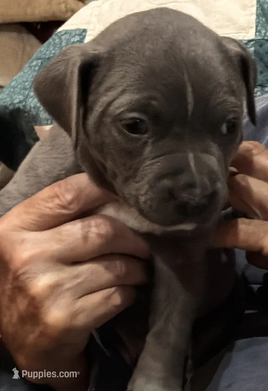 JETT – American Pit Bull Terrier puppy for sale in Hurricane, WV