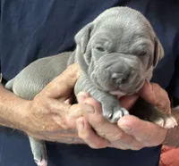 LEXIE, a female American Pit Bull Terrier for sale in Hurricane, WV – 5 of 5