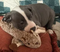 MIA, a female American Pit Bull Terrier for sale in Hurricane, WV – 5 of 8