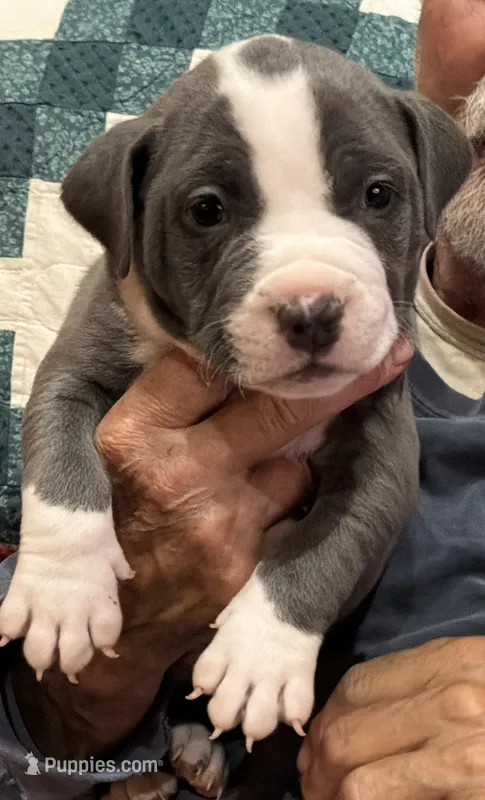 TRACE – American Pit Bull Terrier puppy for sale in Hurricane, WV