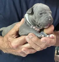SAGE, a female American Pit Bull Terrier for sale in Hurricane, WV – 5 of 5