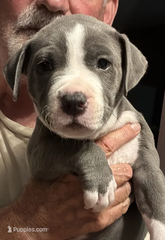 CHANSE – American Pit Bull Terrier puppy for sale in Hurricane, WV