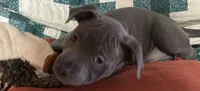SAGE, a female American Pit Bull Terrier for sale in Hurricane, WV – 7 of 9