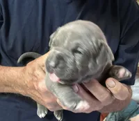 JETT, a male American Pit Bull Terrier for sale in Hurricane, WV – 5 of 6