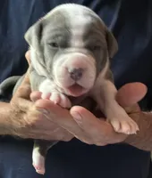 MIA, a female American Pit Bull Terrier for sale in Hurricane, WV – 2 of 5