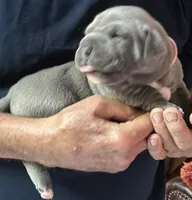 LEXIE, a female American Pit Bull Terrier for sale in Hurricane, WV – 1 of 5
