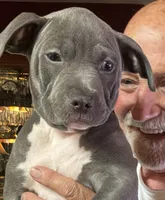 SAGE, a female American Pit Bull Terrier for sale in Hurricane, WV – 3 of 9