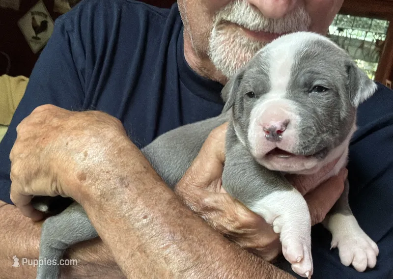 RAVEN – American Pit Bull Terrier puppy for sale in Hurricane, WV