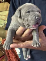 STORM, a female American Pit Bull Terrier for sale in Hurricane, WV – 2 of 5