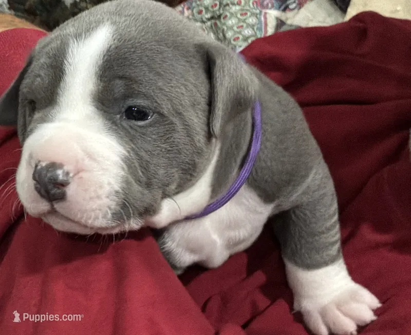 CHANSE – American Pit Bull Terrier puppy for sale in Hurricane, WV