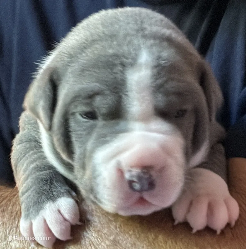 CHANSE – American Pit Bull Terrier puppy for sale in Hurricane, WV
