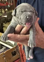 STORM, a female American Pit Bull Terrier for sale in Hurricane, WV – 5 of 5
