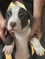 STONE, a male American Pit Bull Terrier for sale in Hurricane, WV – 7 of 9