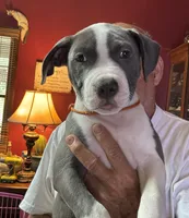 MIA, a female American Pit Bull Terrier for sale in Hurricane, WV – 6 of 8