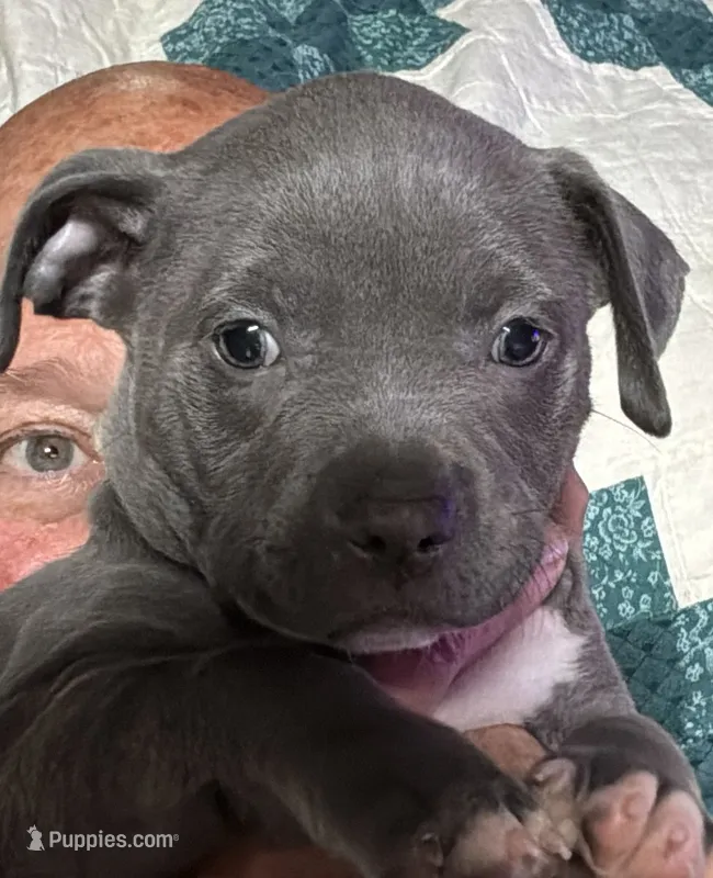 SAGE – American Pit Bull Terrier puppy for sale in Hurricane, WV