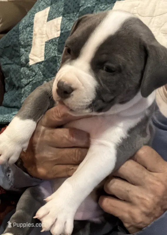 MIA – American Pit Bull Terrier puppy for sale in Hurricane, WV