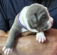 CHANSE, a male American Pit Bull Terrier for sale in Hurricane, WV – 4 of 6