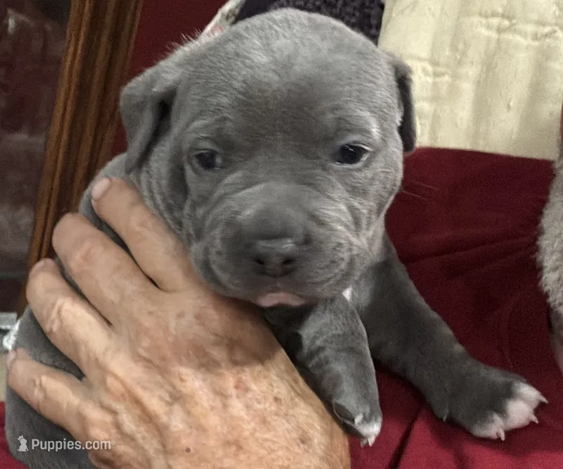 LEXIE – American Pit Bull Terrier puppy for sale in Hurricane, WV