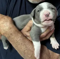 RAVEN, a female American Pit Bull Terrier for sale in Hurricane, WV – 5 of 6