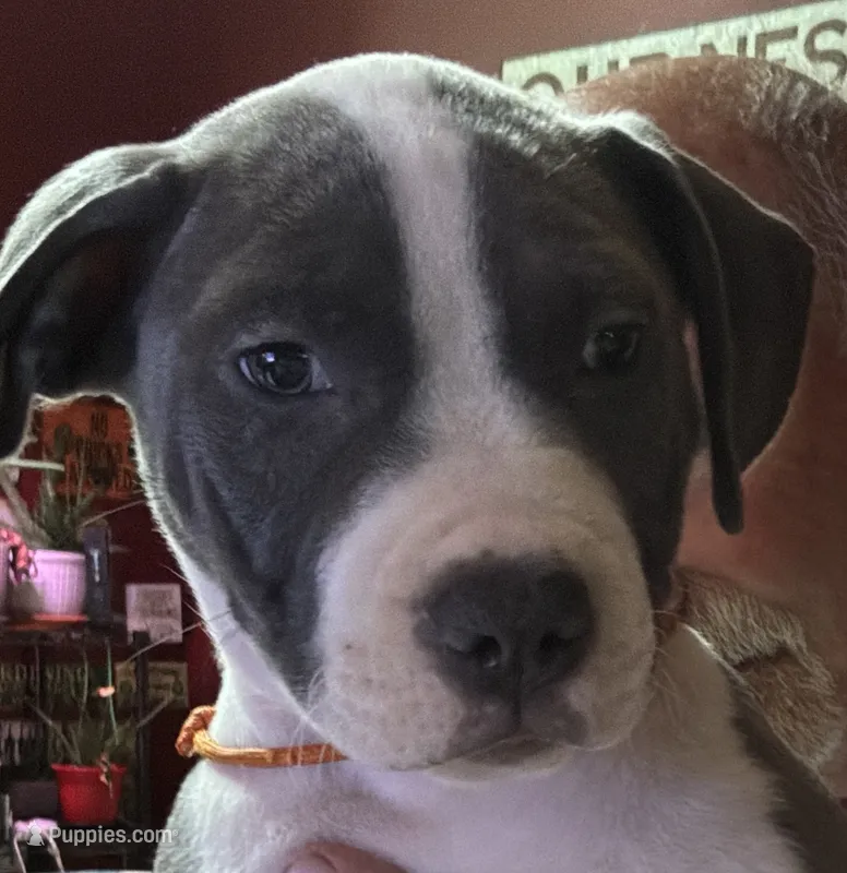 MIA – American Pit Bull Terrier puppy for sale in Hurricane, WV