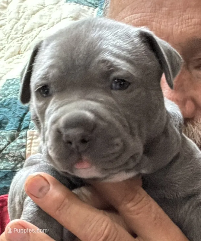 STORM – American Pit Bull Terrier puppy for sale in Hurricane, WV