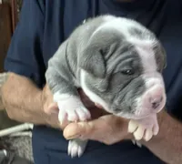 TRACE, a male American Pit Bull Terrier for sale in Hurricane, WV – 3 of 6