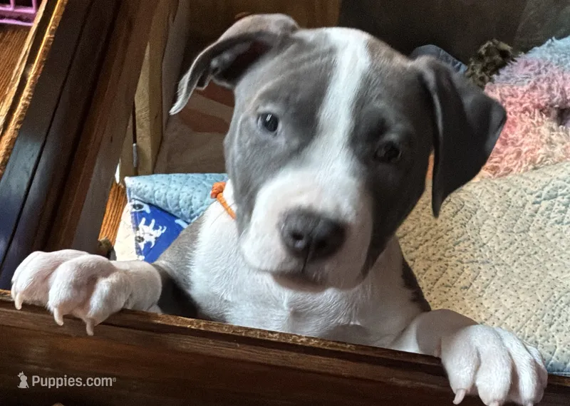 MIA – American Pit Bull Terrier puppy for sale in Hurricane, WV