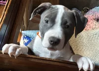 MIA, a female American Pit Bull Terrier for sale in Hurricane, WV – 2 of 8