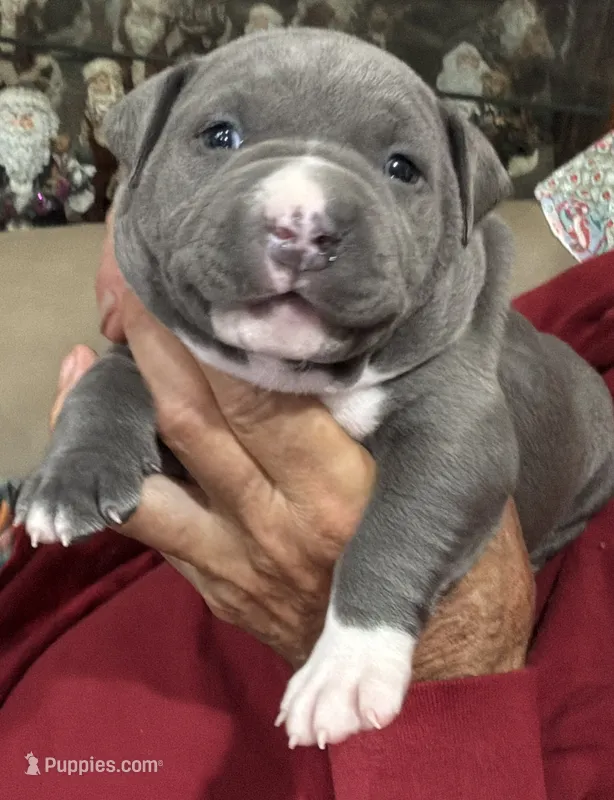 RYDER – American Pit Bull Terrier puppy for sale in Hurricane, WV
