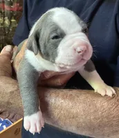 STONE, a male American Pit Bull Terrier for sale in Hurricane, WV – 7 of 7