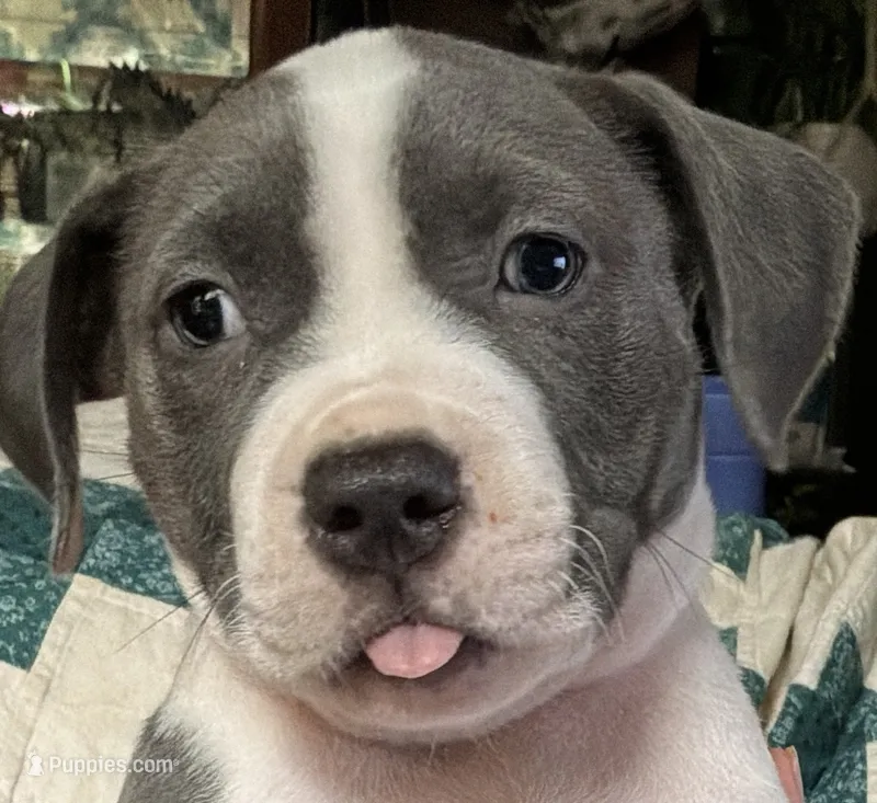 MIA – American Pit Bull Terrier puppy for sale in Hurricane, WV