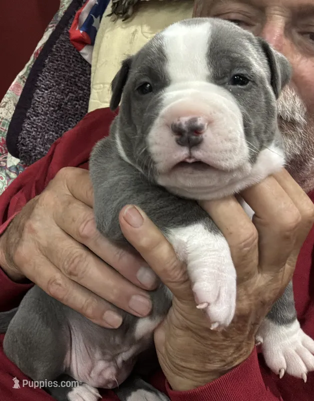 TRACE – American Pit Bull Terrier puppy for sale in Hurricane, WV