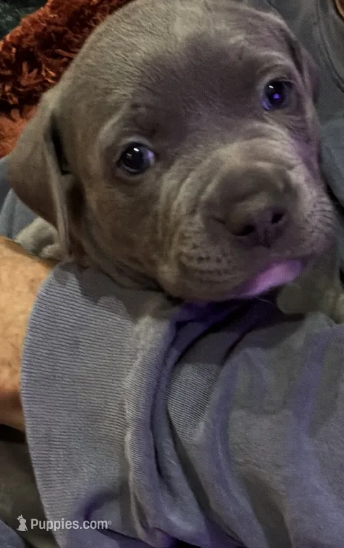 LEXIE – American Pit Bull Terrier puppy on hold in Hurricane, WV