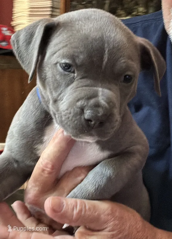 JETT – American Pit Bull Terrier puppy for sale in Hurricane, WV
