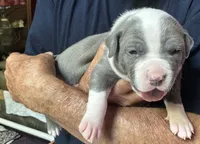 RAVEN, a female American Pit Bull Terrier for sale in Hurricane, WV – 4 of 6
