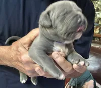JETT, a male American Pit Bull Terrier for sale in Hurricane, WV – 3 of 6