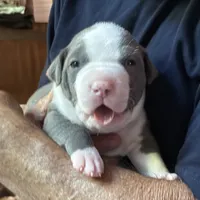 STONE, a male American Pit Bull Terrier for sale in Hurricane, WV – 4 of 7