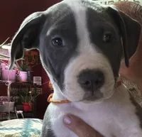 MIA, a female American Pit Bull Terrier for sale in Hurricane, WV – 3 of 8
