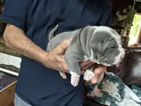 TRACE, a male American Pit Bull Terrier for sale in Hurricane, WV – 6 of 6