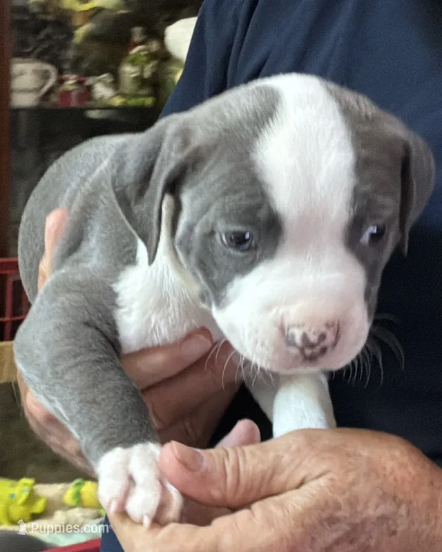 STONE – American Pit Bull Terrier puppy for sale in Hurricane, WV