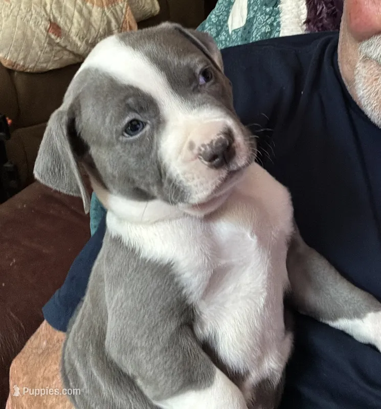 RAVEN – American Pit Bull Terrier puppy on hold in Hurricane, WV