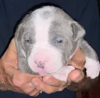 TRACE, a male American Pit Bull Terrier for sale in Hurricane, WV – 2 of 6