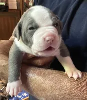 STONE, a male American Pit Bull Terrier for sale in Hurricane, WV – 3 of 7