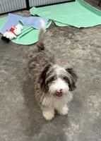 Rooster, a male Aussiedoodle and Cavapoo for sale in Ozark, AR – 2 of 2