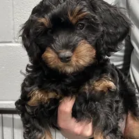Denny, a male Cavapoo for sale in Ozark, AR – Photo 2 of 5