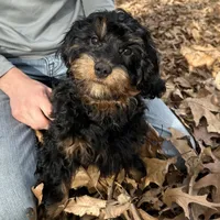 Denny, a male Cavapoo for sale in Ozark, AR – Photo 1 of 5