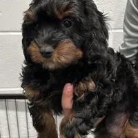 Denny, a male Cavapoo for sale in Ozark, AR – Photo 4 of 5