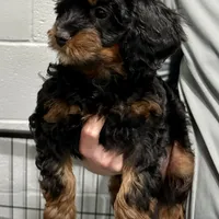 Denny, a male Cavapoo for sale in Ozark, AR – Photo 3 of 5