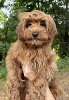 Ruby , a female Cavapoo and Cavalier King Charles Spaniel for sale in Ozark, AR – 2 of 4